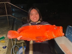 アザハタの釣果