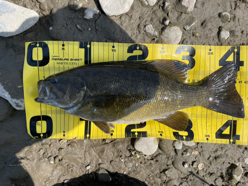 スモールマウスバスの釣果