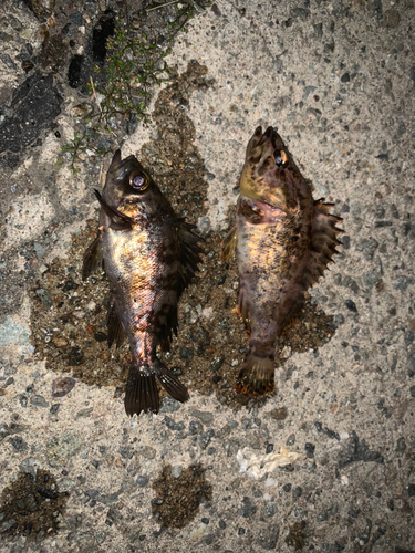 タケノコメバルの釣果