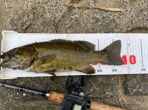 スモールマウスバスの釣果