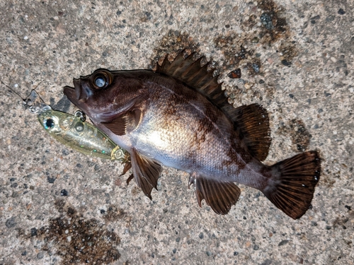 メバルの釣果