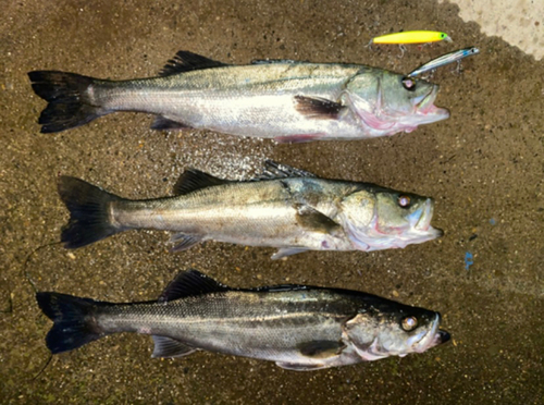 シーバスの釣果