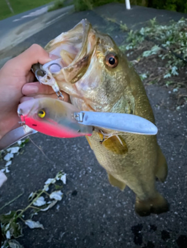 ブラックバスの釣果