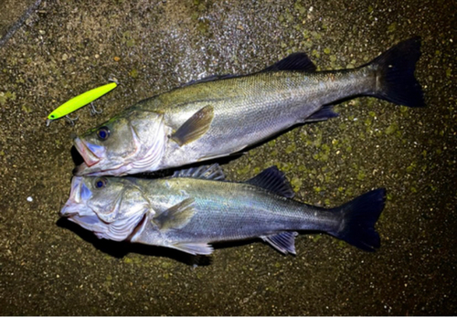 シーバスの釣果