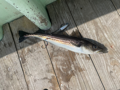 スケトウダラの釣果