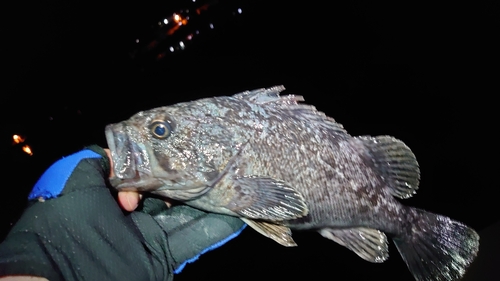 クロソイの釣果