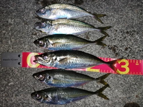 アジの釣果