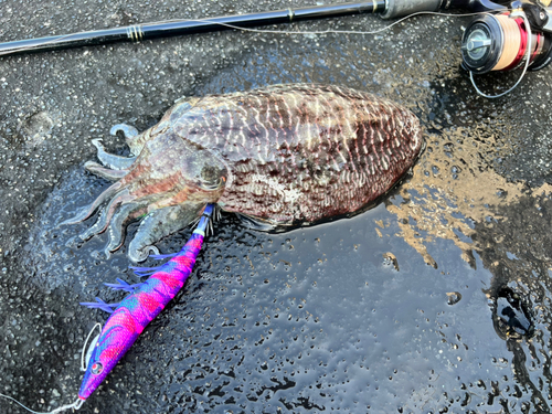 コウイカの釣果