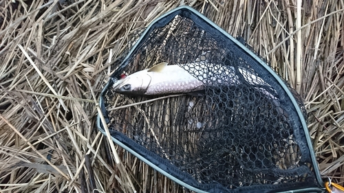 アメマスの釣果