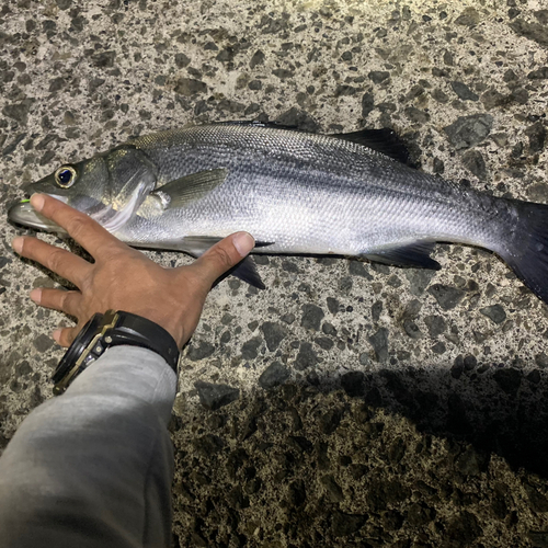 ヒラスズキの釣果