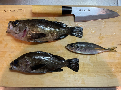 クロメバルの釣果