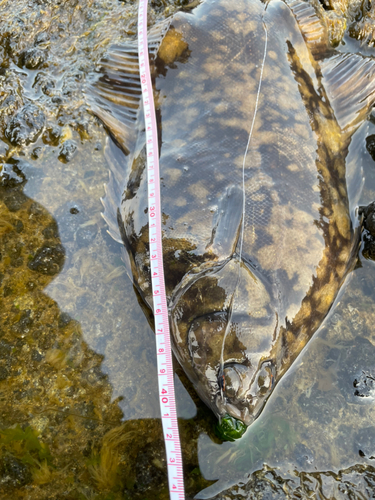 クロガシラガレイの釣果