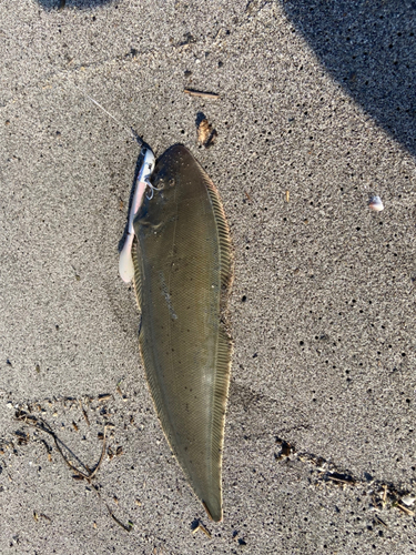 シタビラメの釣果