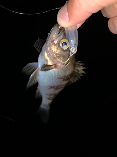 シロメバルの釣果