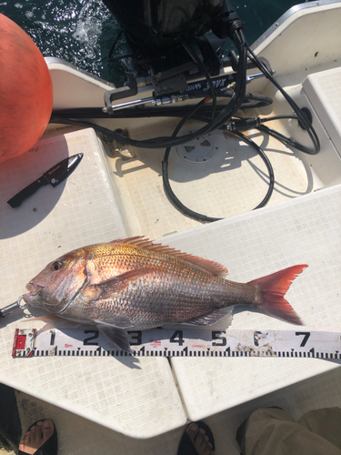 マダイの釣果