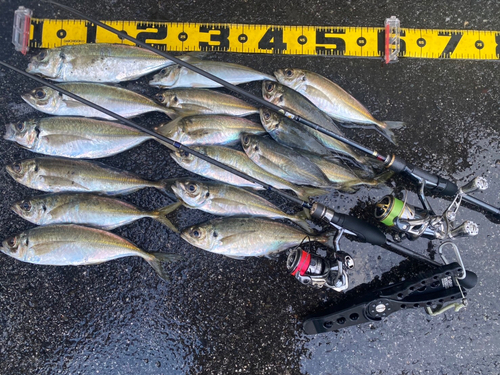 アジの釣果