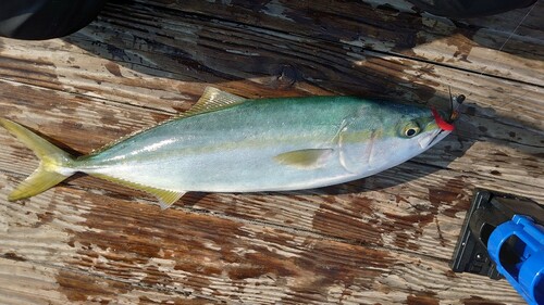 ハマチの釣果