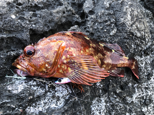 カサゴの釣果