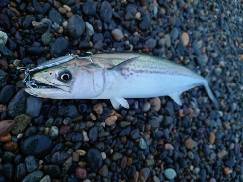 サゴシの釣果