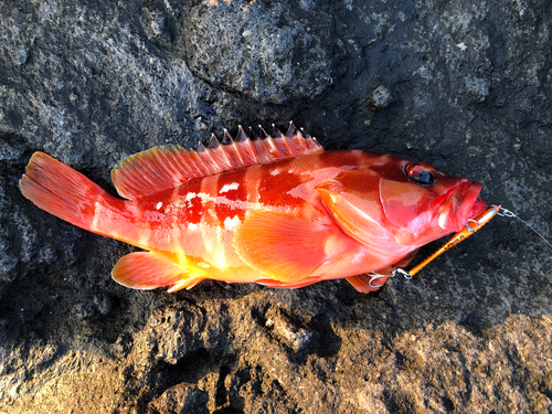 アカハタの釣果