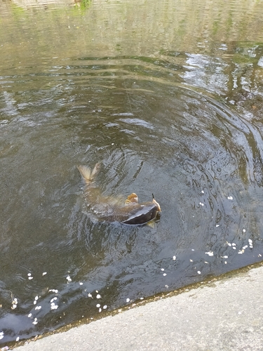 コイの釣果