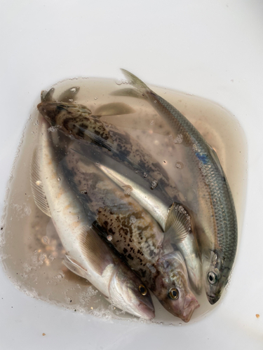 ホッケの釣果