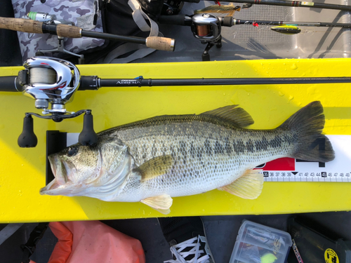 ブラックバスの釣果