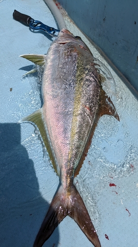 カンパチの釣果