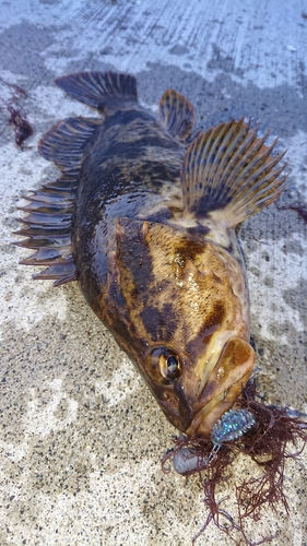 ソイの釣果