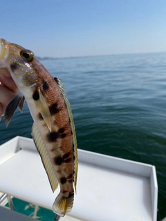 クラカケトラギスの釣果