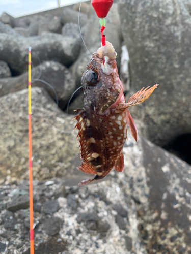 アラカブの釣果