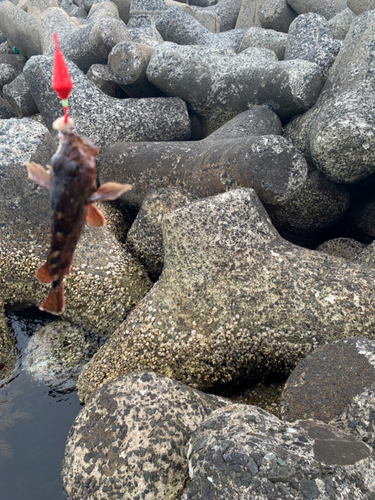 アラカブの釣果