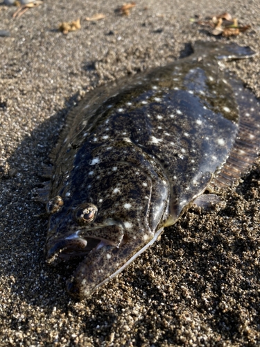 ヒラメの釣果