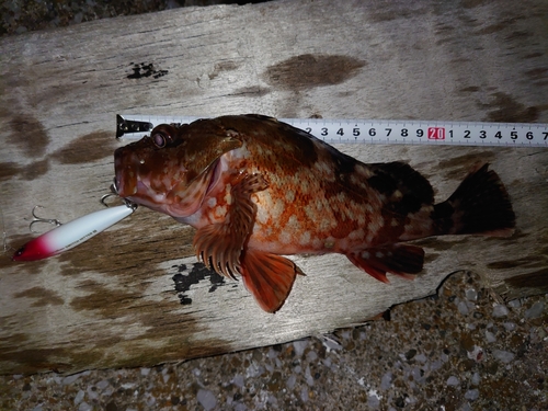 カサゴの釣果