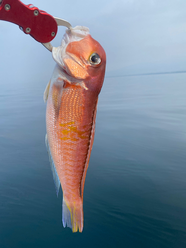 アマダイの釣果