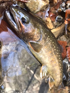 イワナの釣果