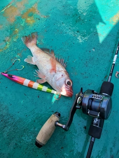 アカムツの釣果