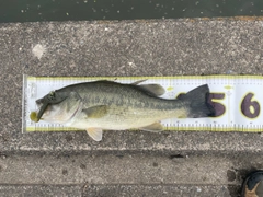 ブラックバスの釣果