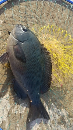 メジナの釣果