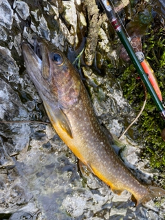イワナの釣果