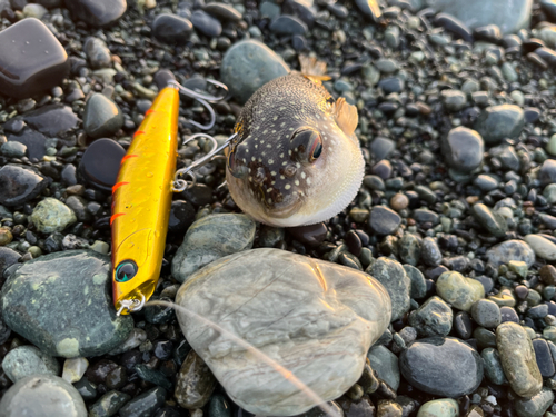 釣果