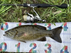 スモールマウスバスの釣果