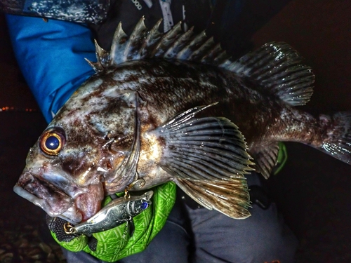 クロソイの釣果