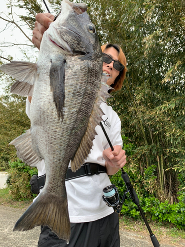 チヌの釣果