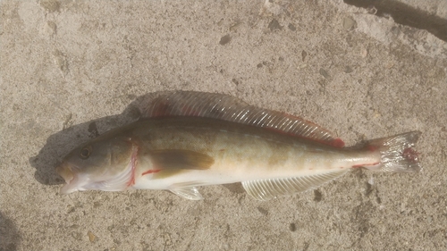 ホッケの釣果