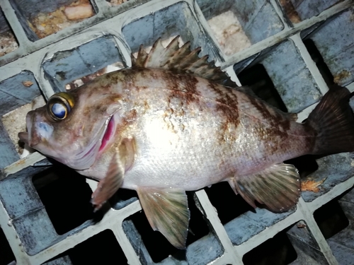 メバルの釣果