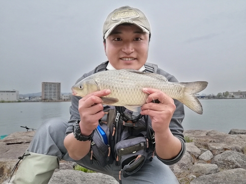 コイの釣果