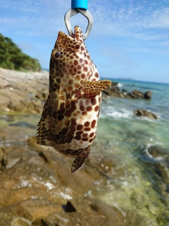 イシミーバイの釣果