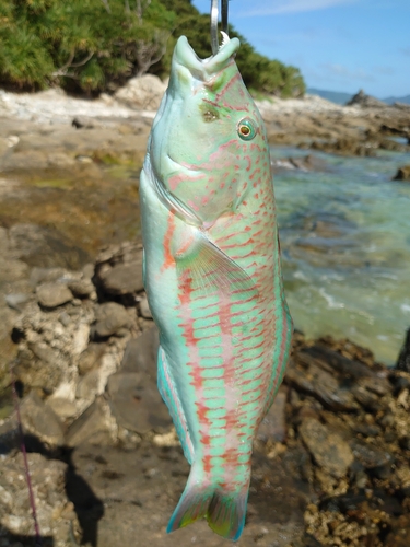 ベラの釣果