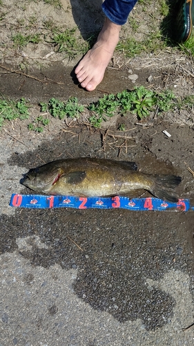 スモールマウスバスの釣果